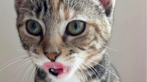 Lost Pet: Willow Walburger