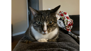 Lost Pet: Arlo