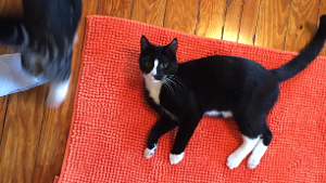 Lost Pet: George
