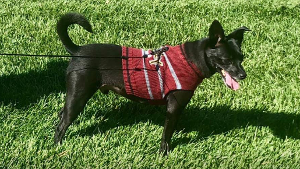 Lost Pet: Diego