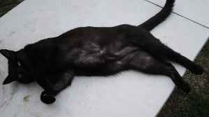 Lost Pet: Midnight