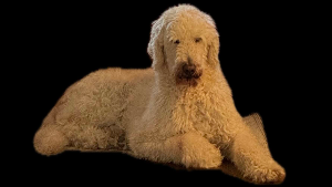 Lost Pet: Opie
