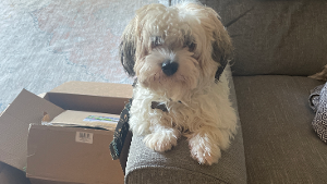Lost Pet: Winston