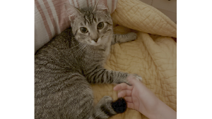 Lost Pet: Rosemary