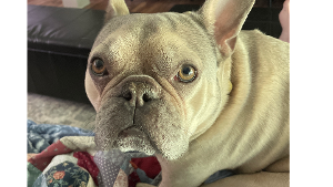 Lost Pet: Bilbo