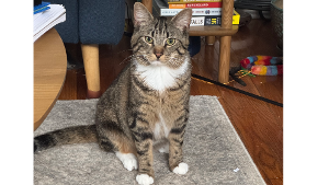 Lost Pet: Orion
