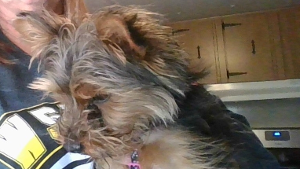Lost Pet: Sassy