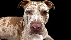 Lost Pet: Rocky