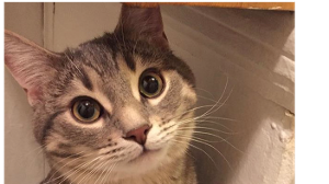Lost Pet: Twiggy Chatterjee