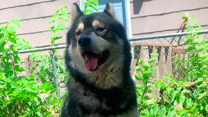 Lost Pet: Anubis