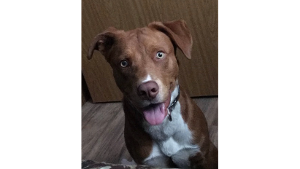 Lost Pet: Red
