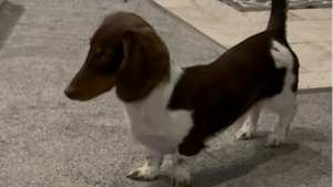 Lost Pet: Penelope
