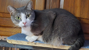 Lost Pet: Little Sister