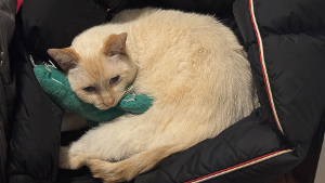 Lost Pet: Olympus