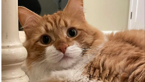 Lost Pet: Charlie Macaroni VanderHaak
