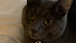 Lost Pet: Flynn