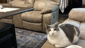 Lost Pet: Cheyenne