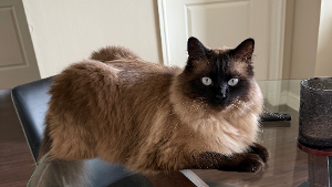 Lost Pet: Otis