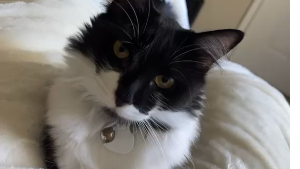 Lost Pet: Stitch