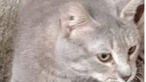 Lost Pet: Blueberry
