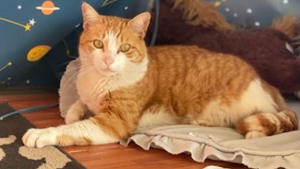 Lost Pet: Fritz