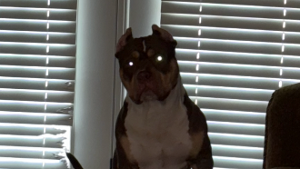 Lost Pet: Whisky