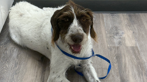 Lost Pet: Jackie / Jax