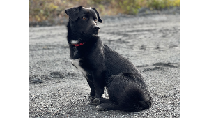 Lost Pet: MOPSIE