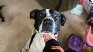 Lost Pet: Pandora