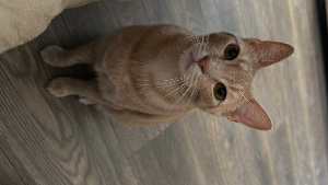 Lost Pet: 53528