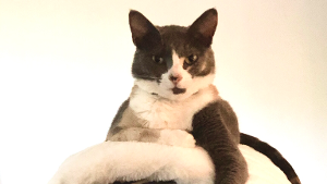 Lost Pet: Luna 180563