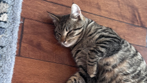 Lost Pet: Putter