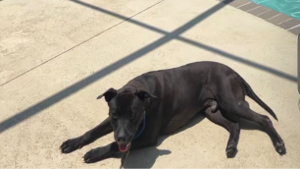 Lost Pet: Makaveli