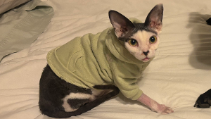Lost Pet: Gabby