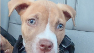 Lost Pet: Benji
