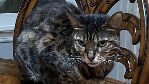 Lost Pet: Sassy