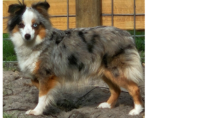 Lost Pet: Skye
