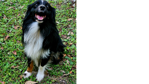 Lost Pet: Rip