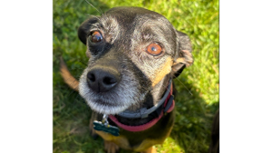 Lost Pet: Gordie