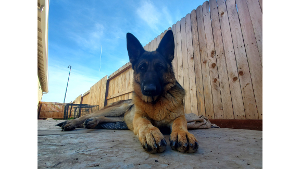 Lost Pet: Luna