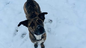 Lost Pet: Bourbon