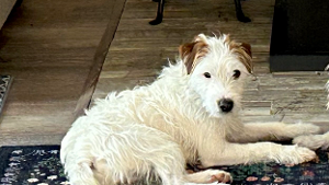Lost Pet: Django