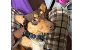 Lost Pet: jax