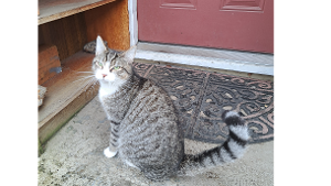 Lost Pet: Dyno