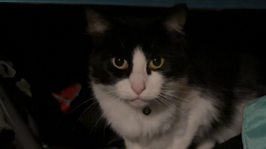 Lost Pet: Disney