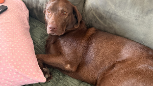 Lost Pet: Wrigley