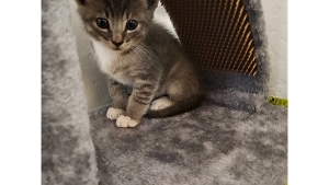 Lost Pet: Bluey Chavelo