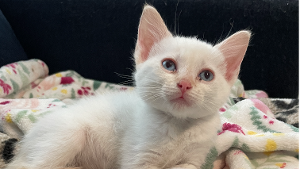 Lost Pet: Amy March