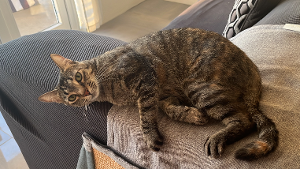 Lost Pet: Kanga