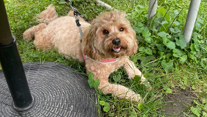 Lost Pet: Rumley